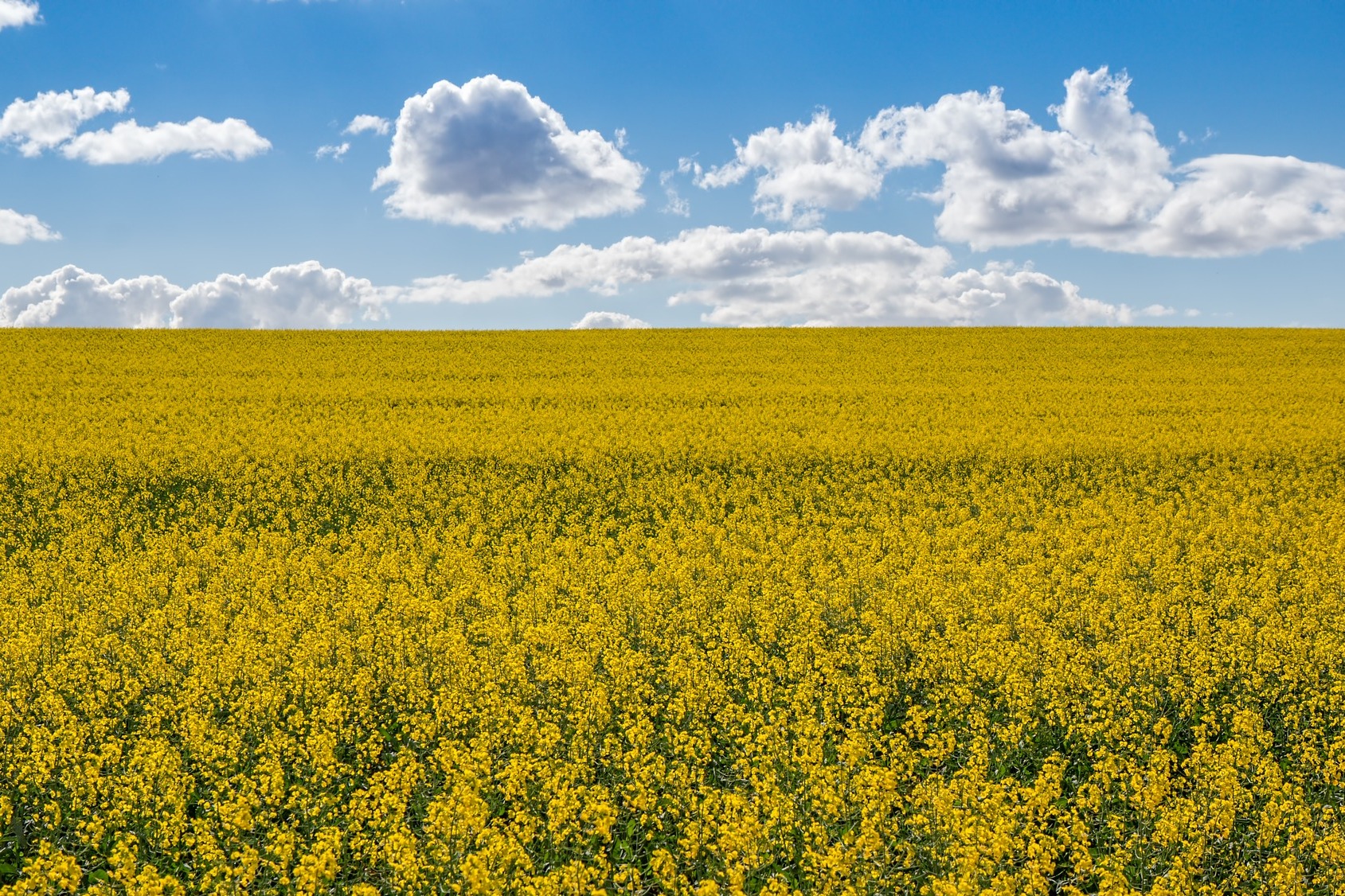 AgWest Bio Heating our homes with leftover canola