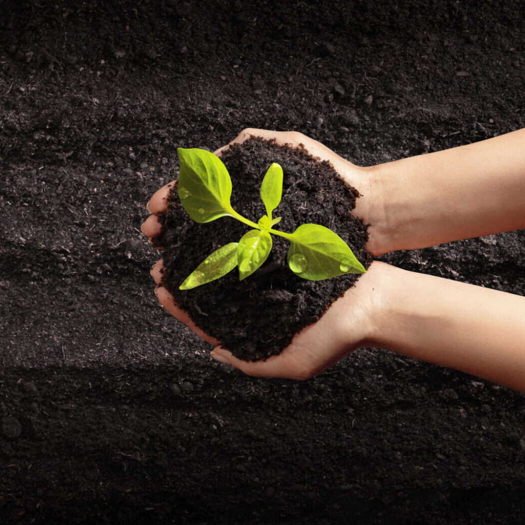 Hands holding young seedling