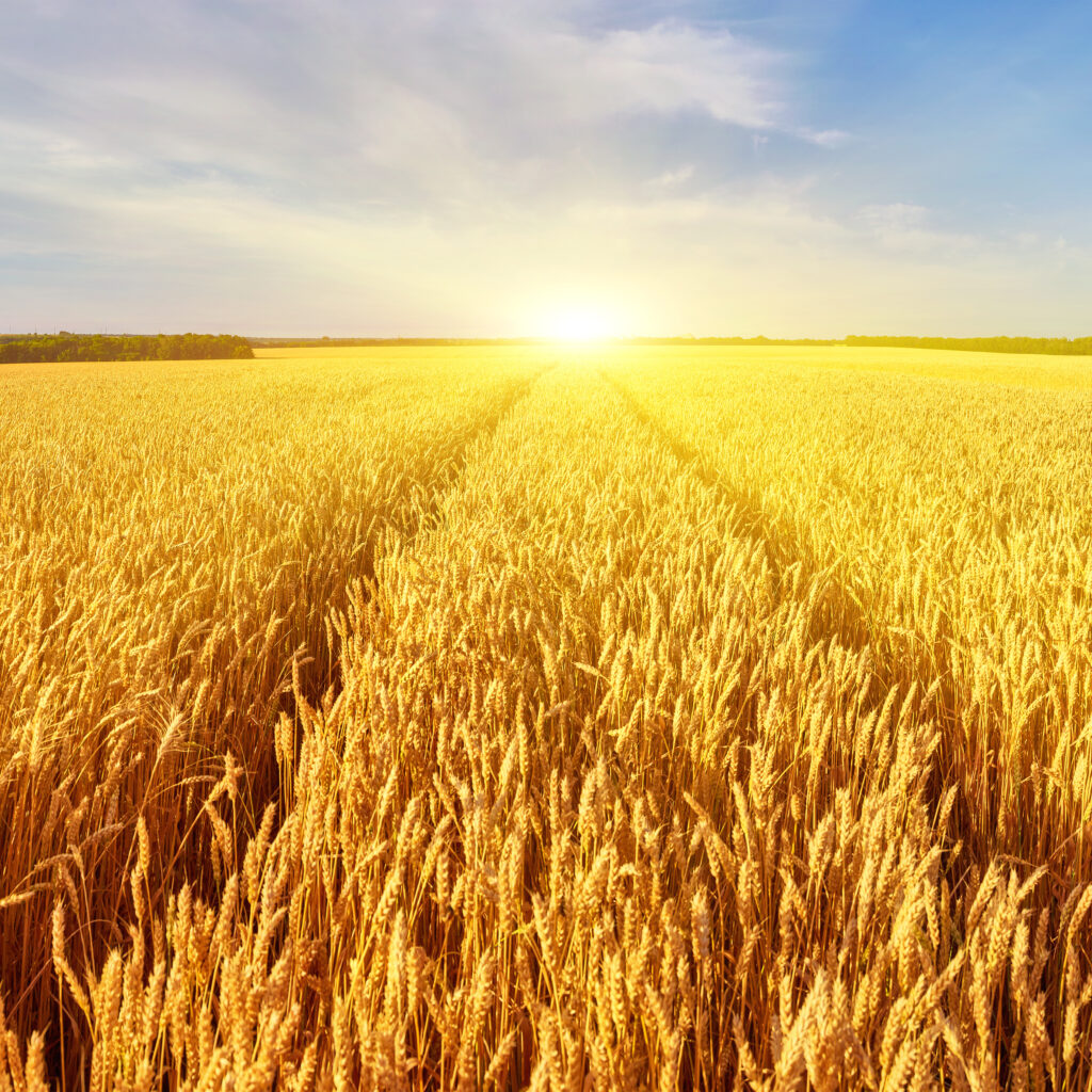 Tractor road in wheat field