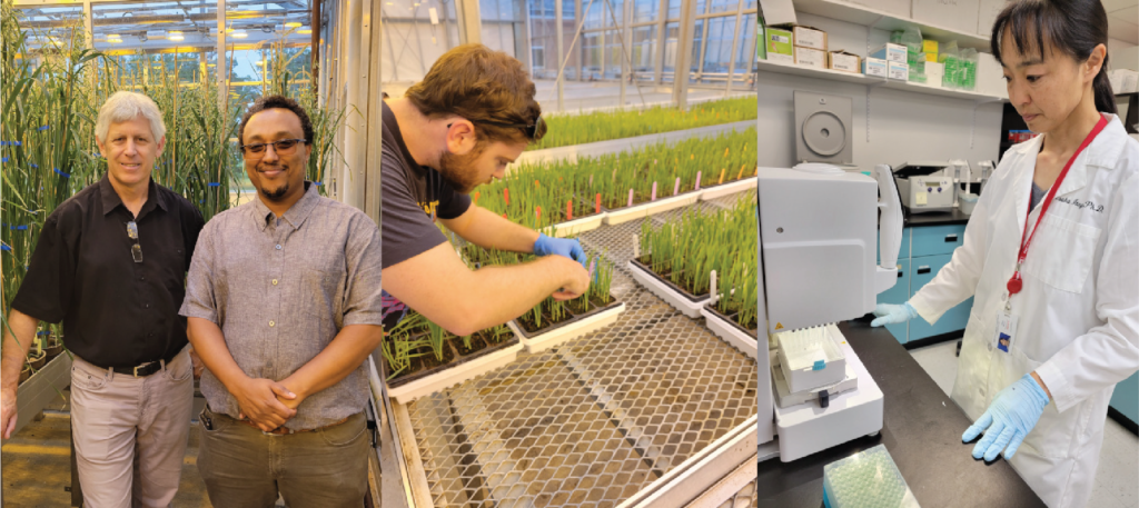 Drs. Nicholas Tinker and Wubishet Bekele (left) Researcher preparing oat samples for DNA sequencing (middle) Oat seedlings (right)