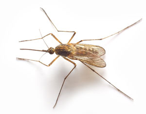 mosquito2-300