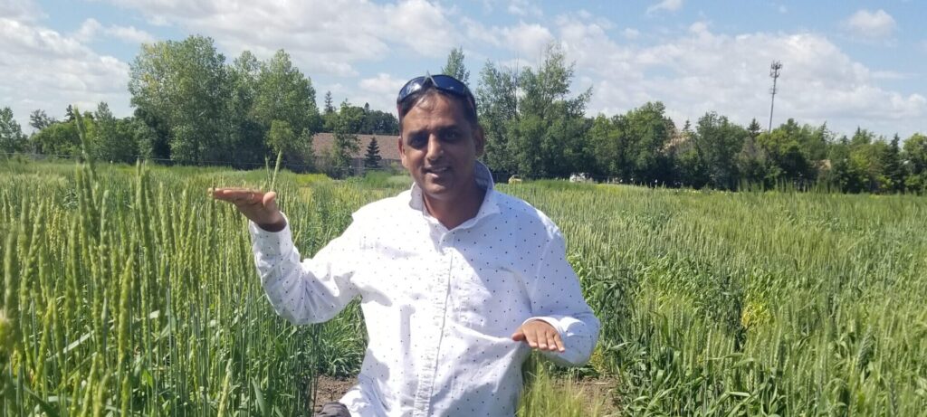 Dr. Raju Soolanayakanahally demonstrates the differences in height between old and modern wheat varieties grown at Lowe Farm in Saskatoon.