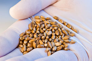 wheat-seeds-gloved-hand
